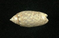 藏品(寶島榧螺)的圖片